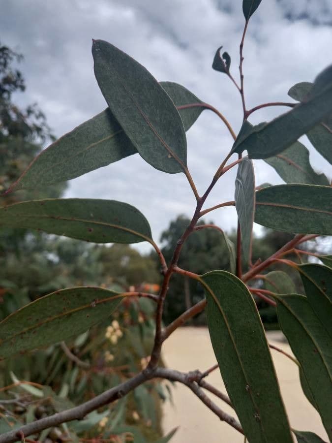 Kosmophylles Eukalyptusbaum 4