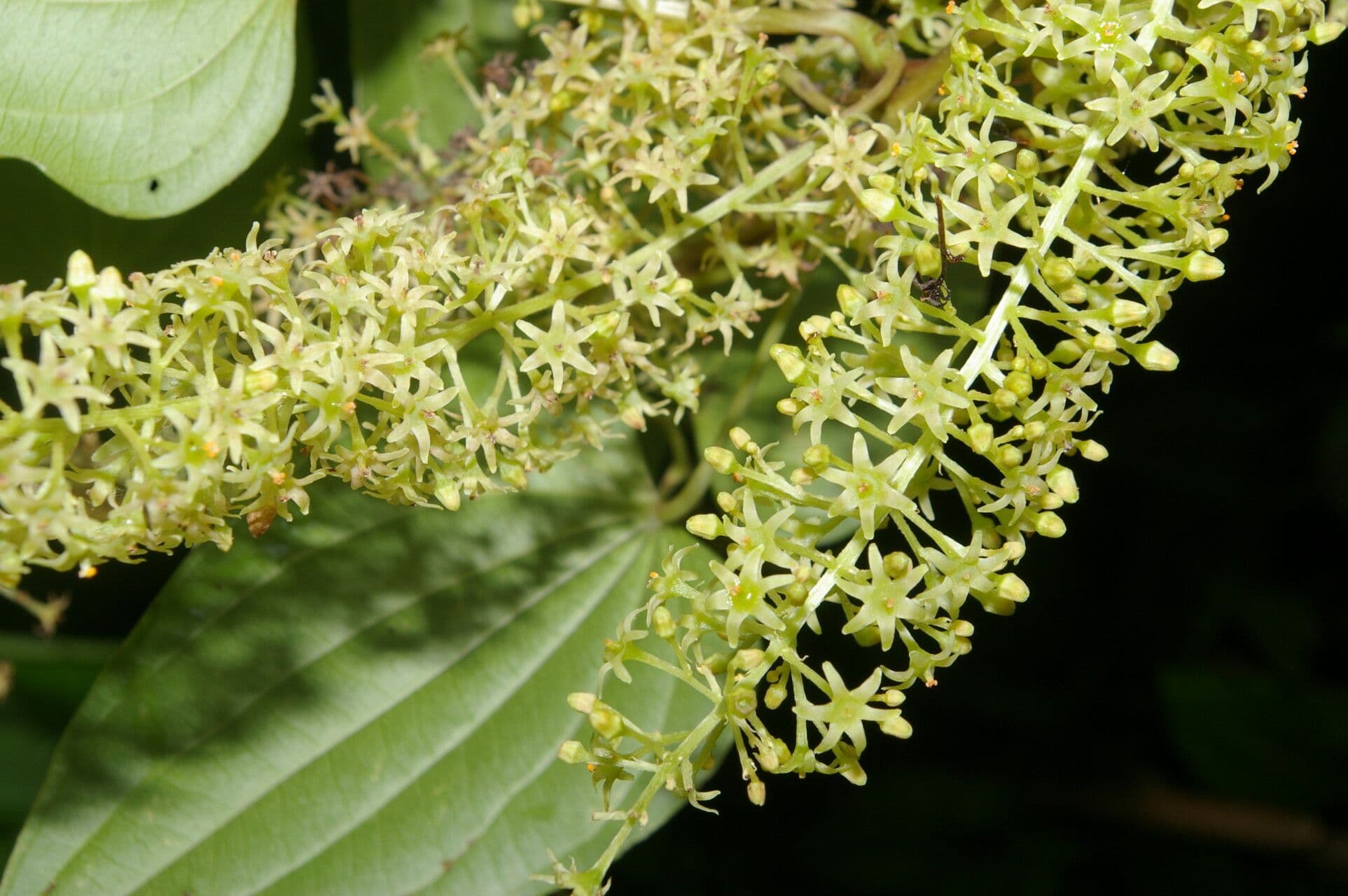 Dioscorea di Standley 2