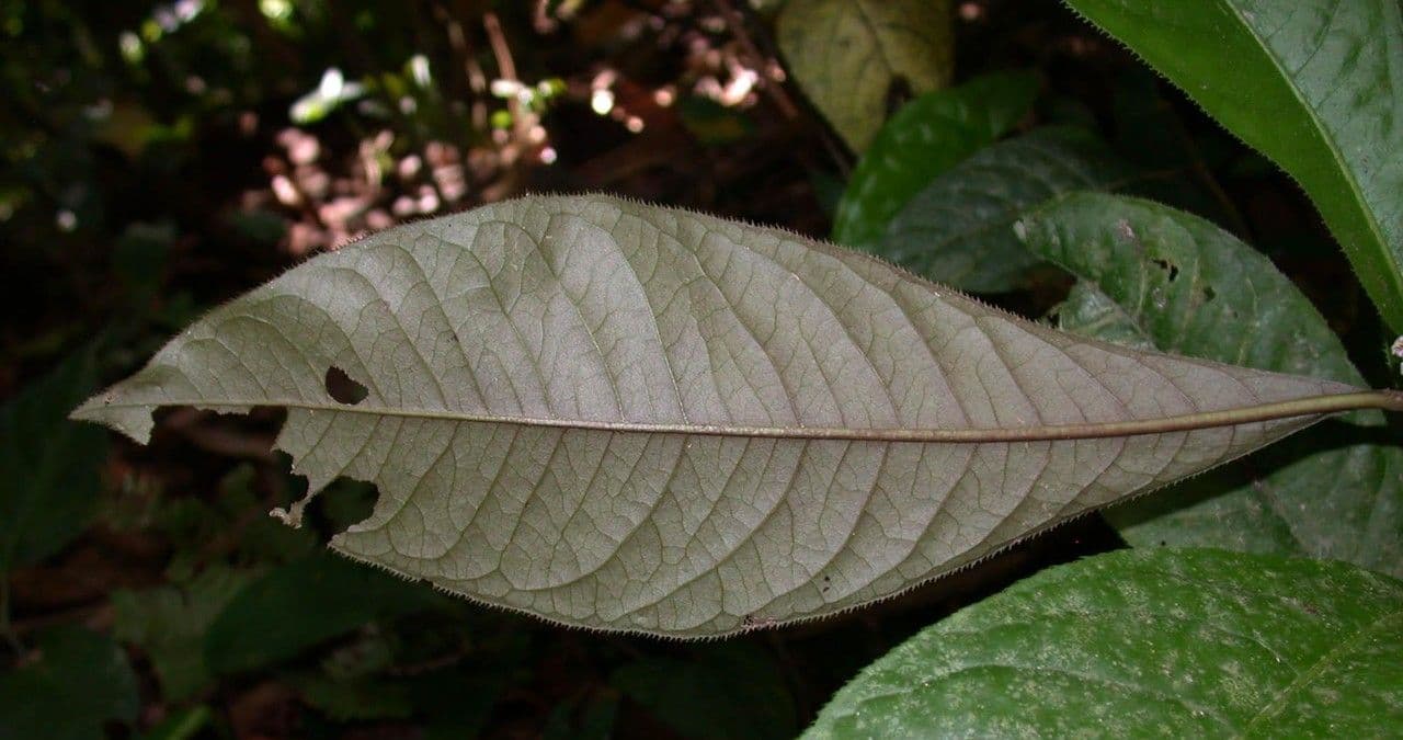 Ardisie 14