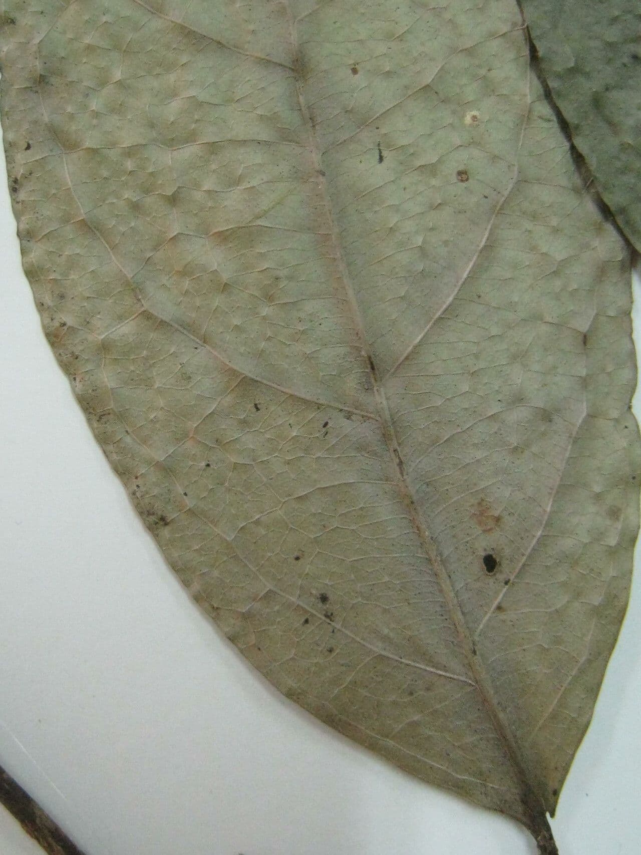 Mollinedia ovata 4