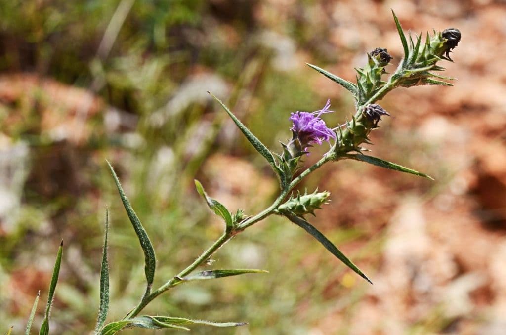 Liatris 10