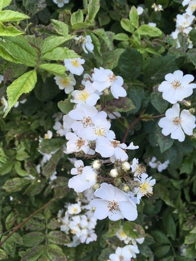 Rosa multiflora 6