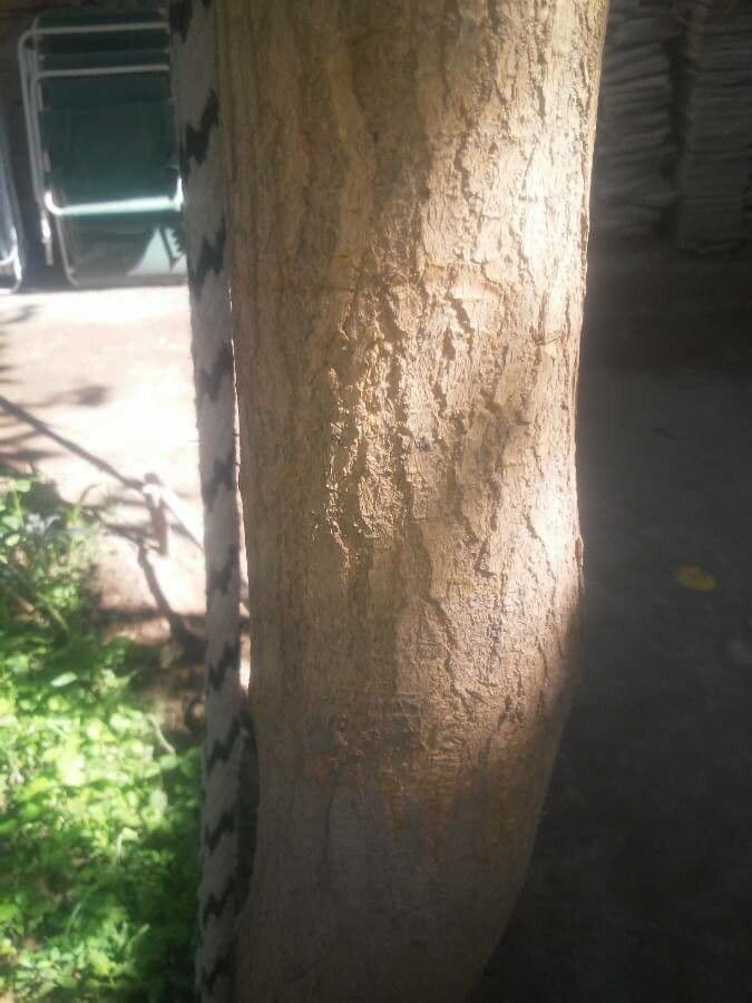 Moro rosso 21