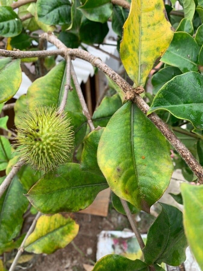 Allamanda viola 3
