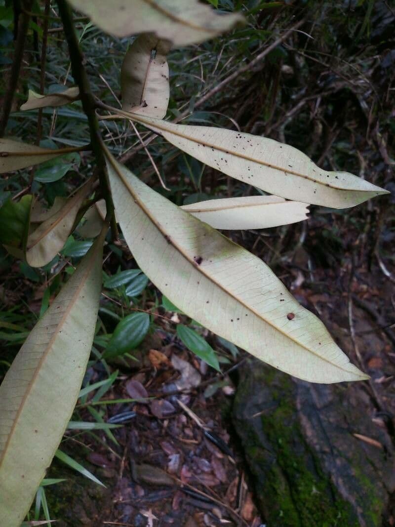 Tristaniopsis