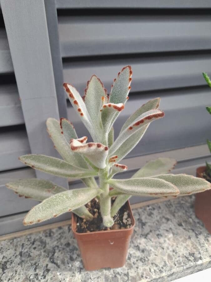 Pianta panda 3