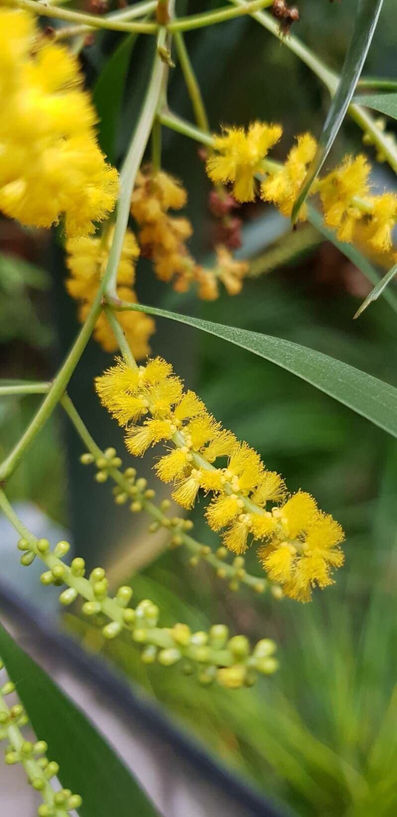 Acacia 7