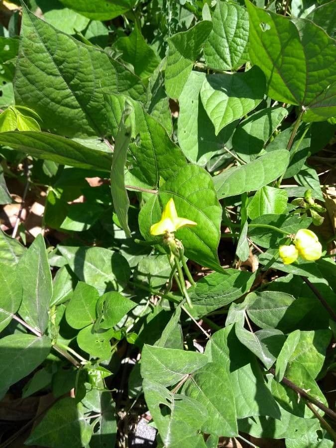 Vigna 7