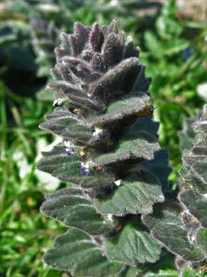Ajuga orientalis 4