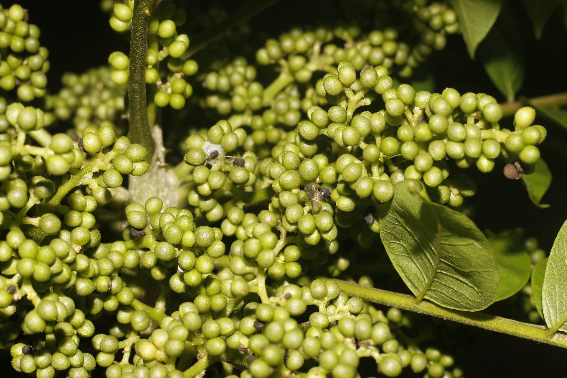 Zanthoxylum 3