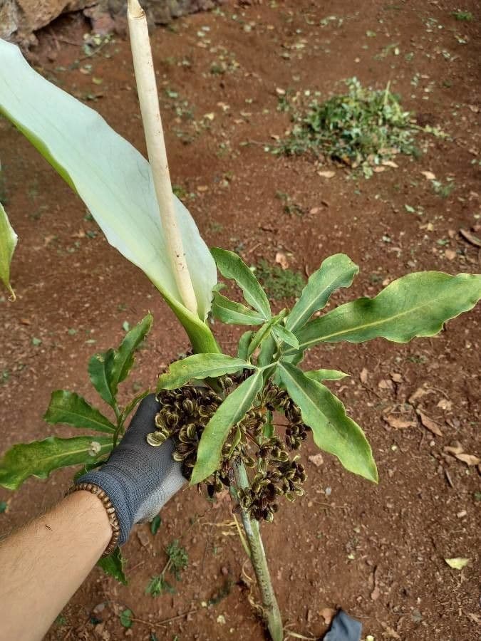 Arum dragon 5