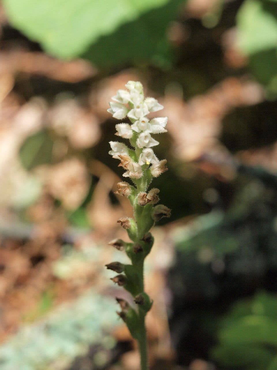Goodyera tesselata 5