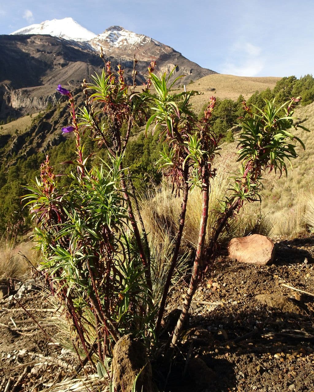 Penstemon 7