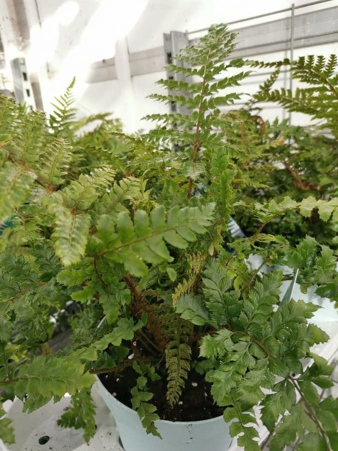 Polystichum polyblepharum 7
