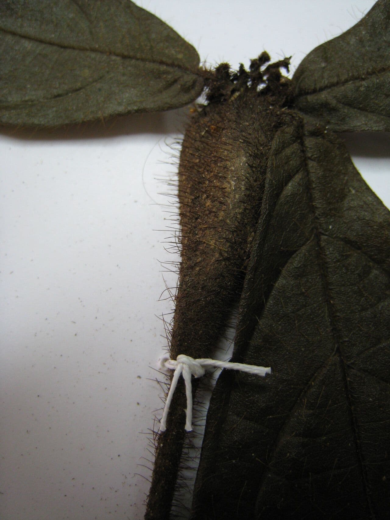 Cordia nodosa 22