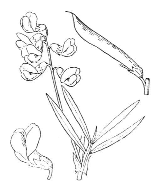Lathyrus 22