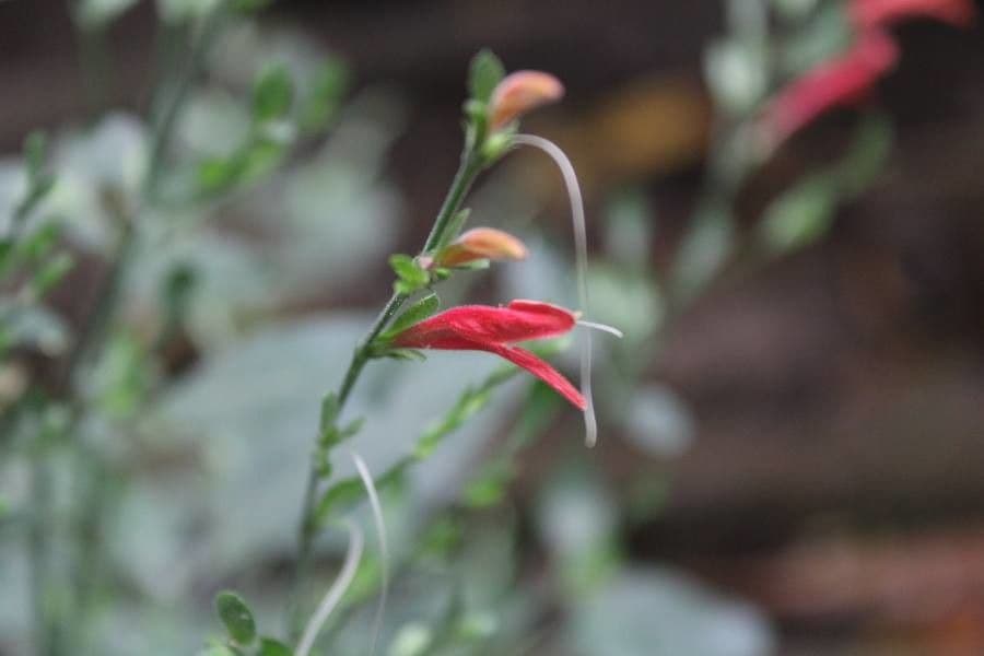 Dicliptera sexangularis