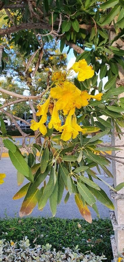 Ipê amarelo 3