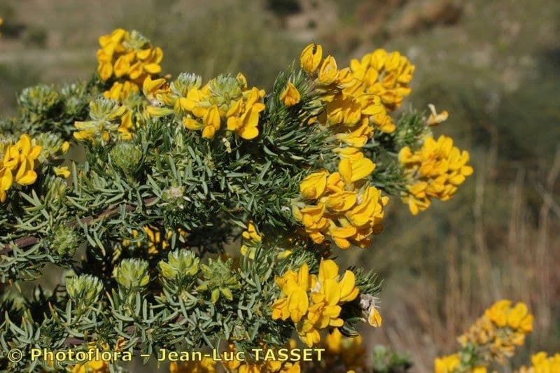 Adenocarpus decorticans 16