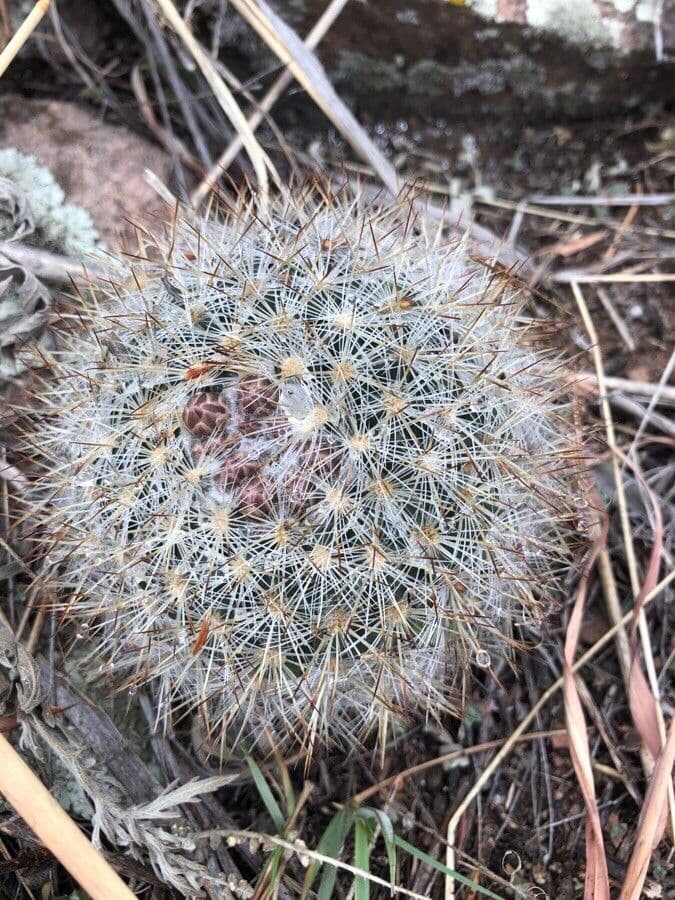 Pediocactus di Simpson 4