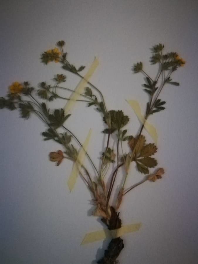 Potentilla arenosa