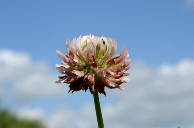 Trifoglio ibrido 4