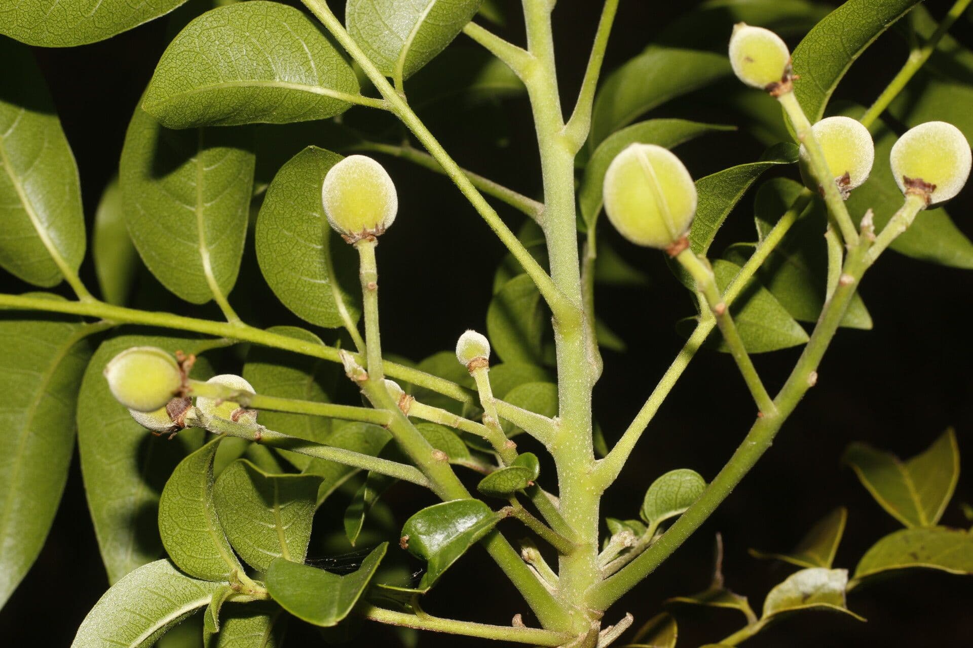 Trichilia 5