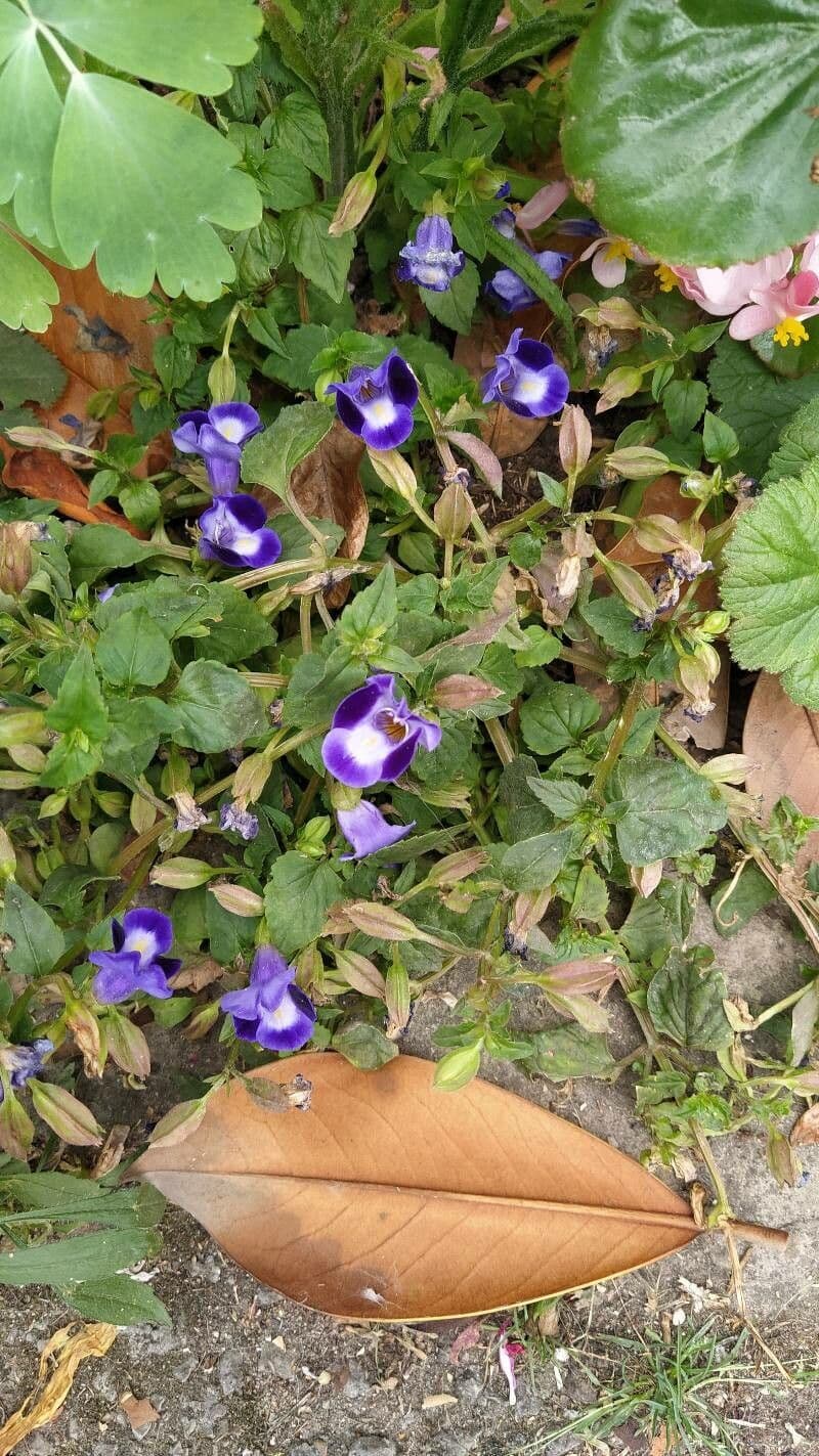 Torenia asiatica
