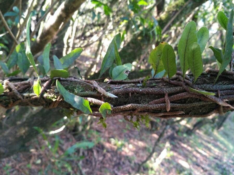 Mikrogramma