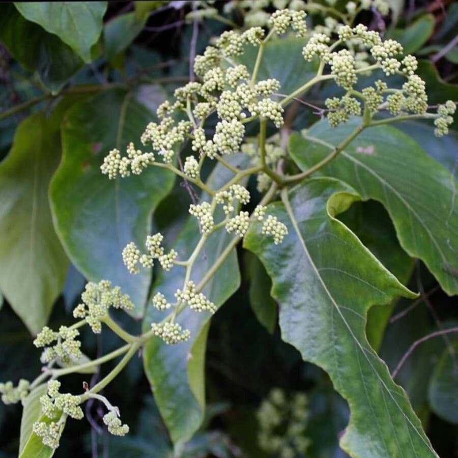 Cordia panamensis 8