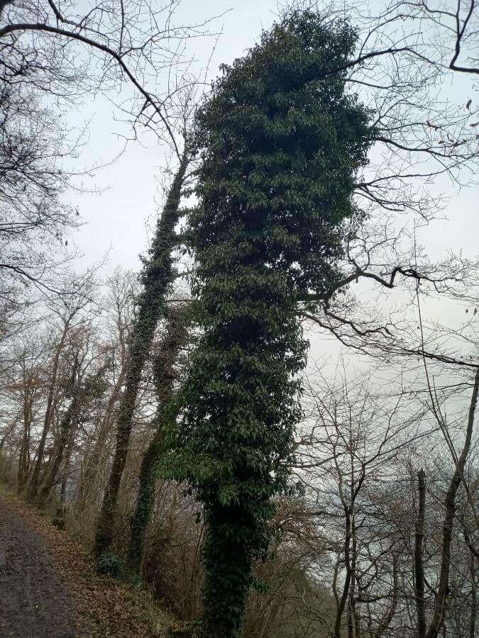 Gemeiner Efeu 11
