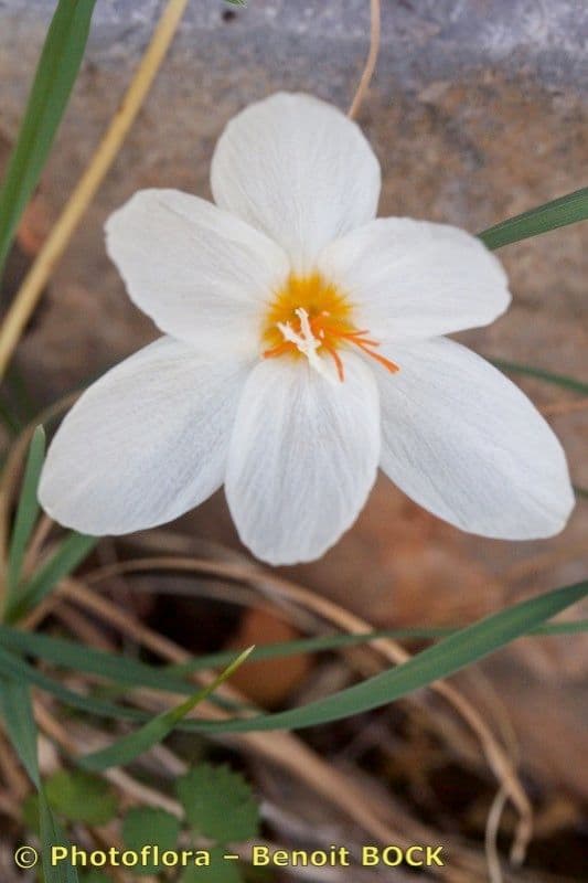 Zafferano 3
