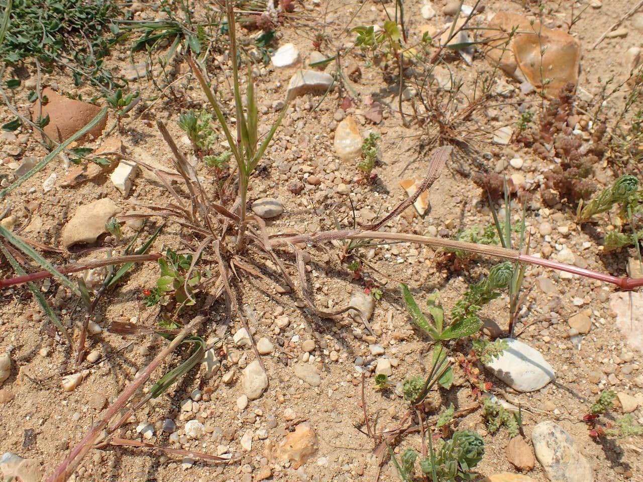 Forasacco massimo 15