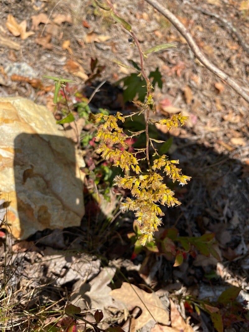 Solidago odorosa 13