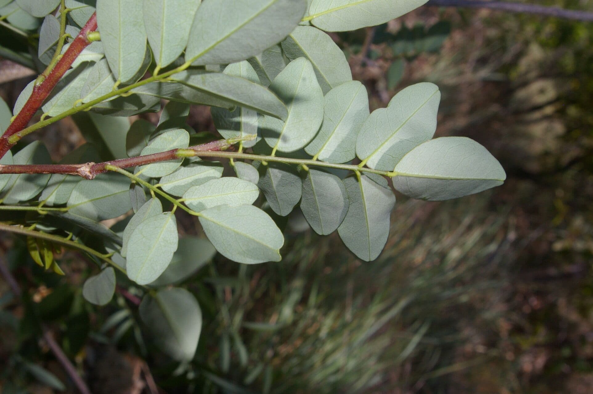 Coursetia