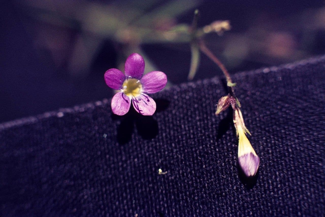 Miniatur-Gilia 3