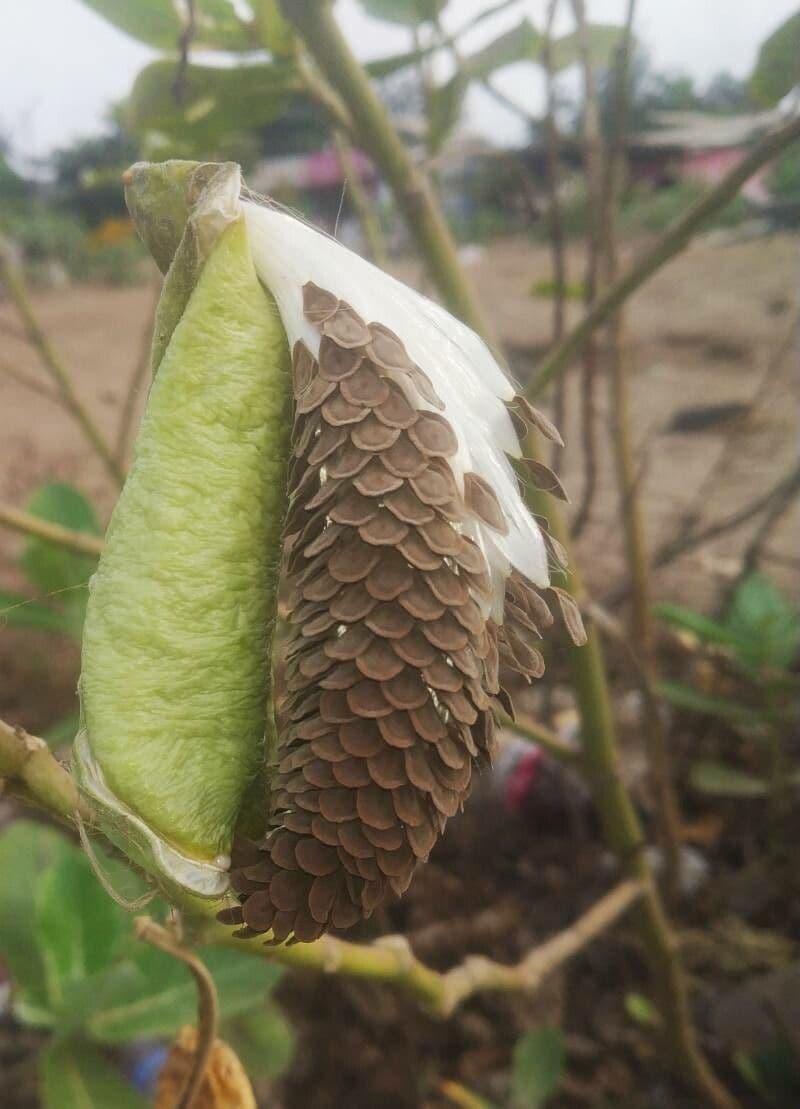 Calotropide gigante