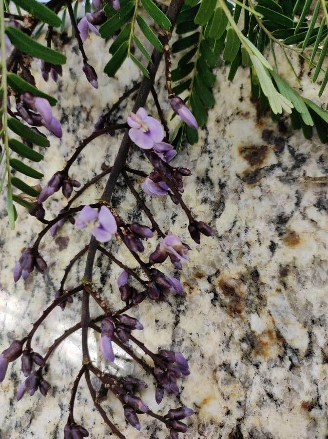 Machaerium spinoso 6