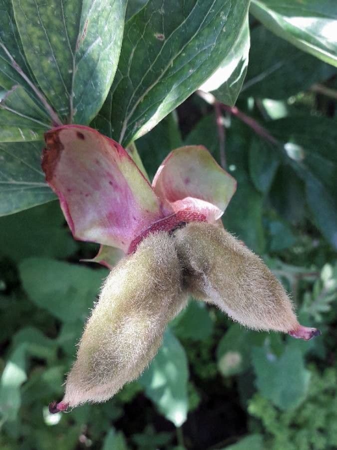 Peonia mascula 5