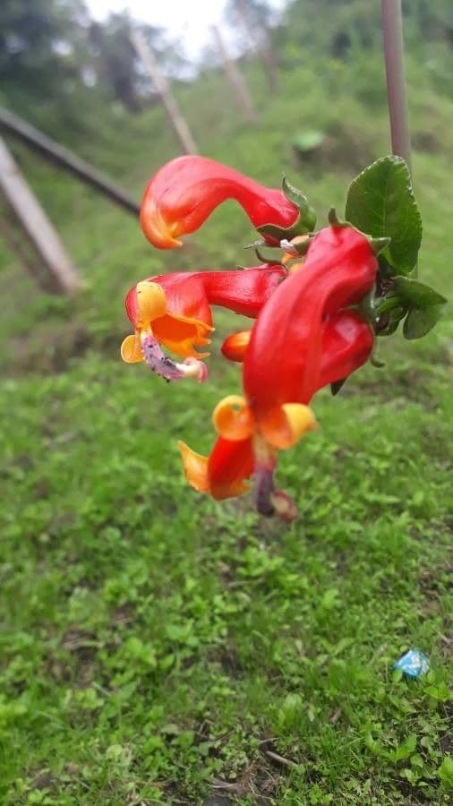 Centropogon 4