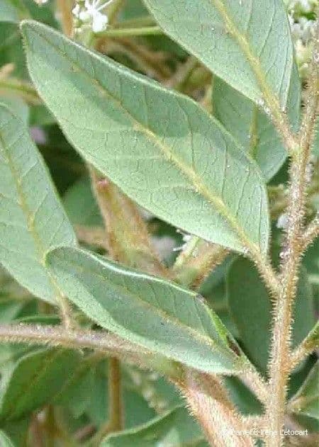 Guioa villosa 15