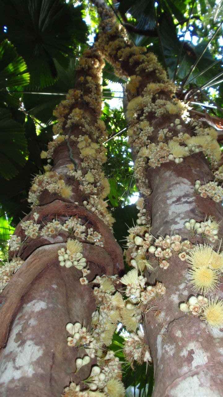 Syzygium 10