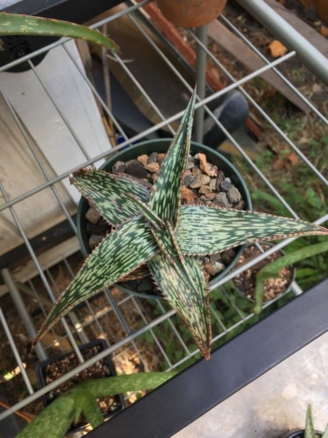 Aloe