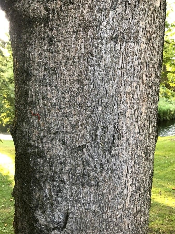 Ippocastano giallo 21
