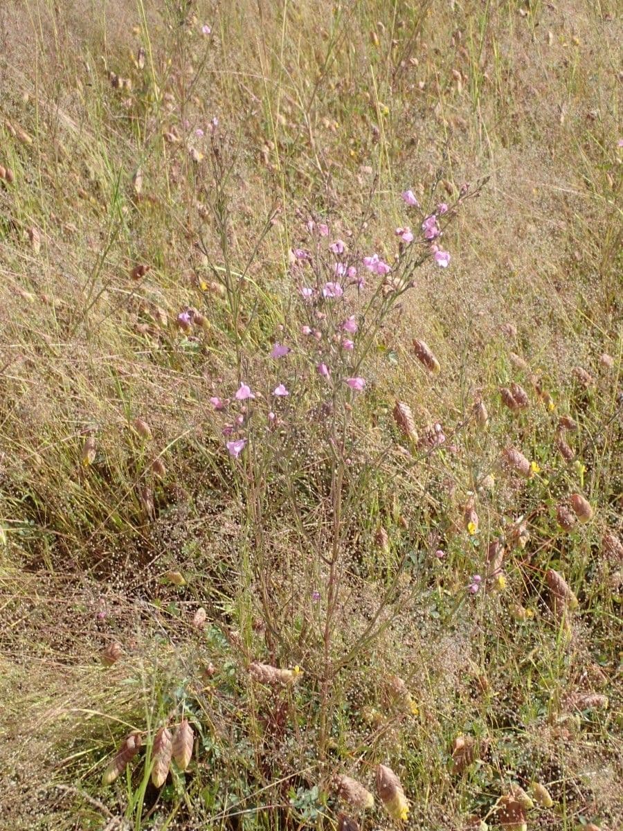 Micrargeria filiforme 7