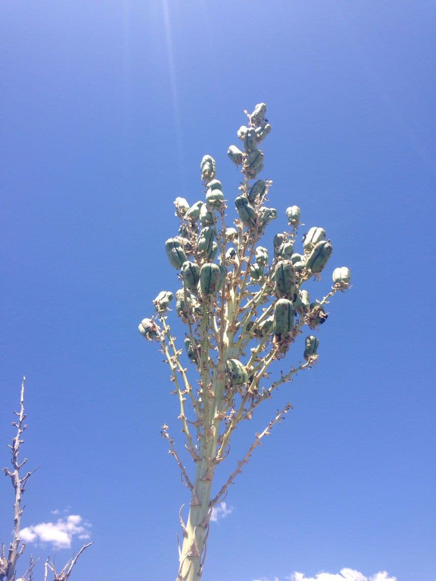 Yucca alta 2