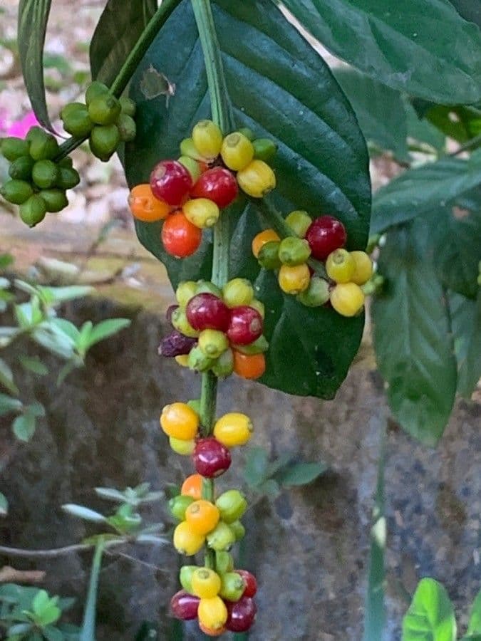 Psychotria