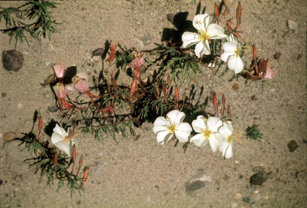 Weiße Nachtkerze 8