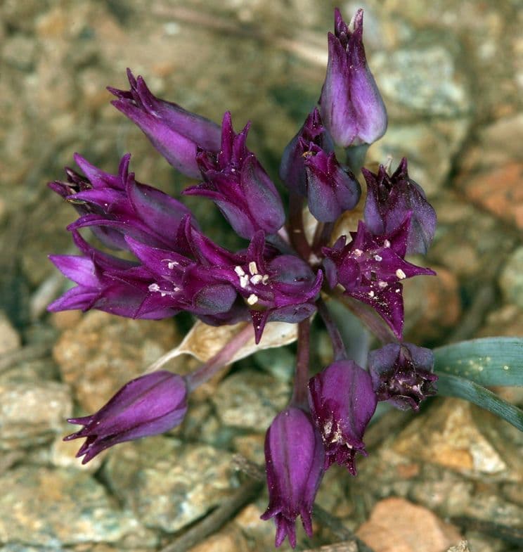 Allium falcifolium 3