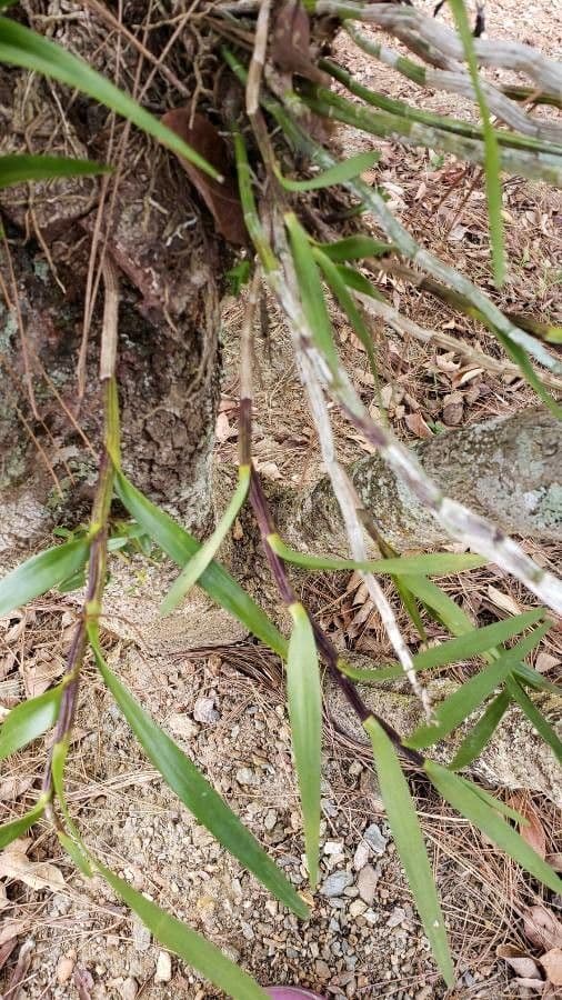 Dimerandra emarginata 9